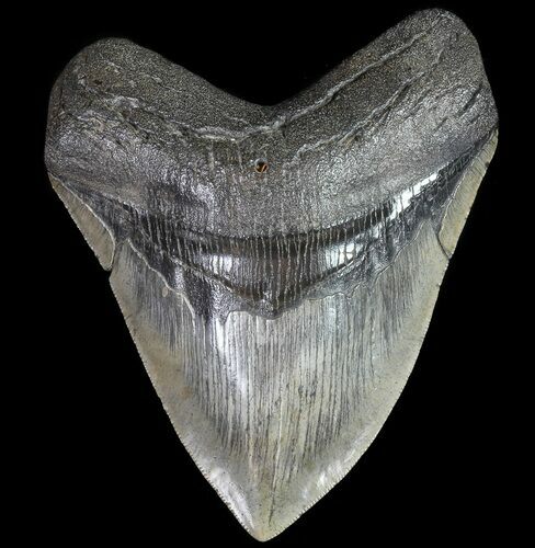 Serrated, Fossil Megalodon Tooth - South Carolina #74069